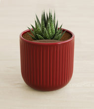 Load image into Gallery viewer, Striped Cherry Red stand:all