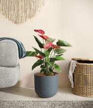 Load image into Gallery viewer, Iron Gray