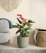 Load image into Gallery viewer, Sage Green