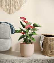 Load image into Gallery viewer, Sandy Pink