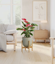 Load image into Gallery viewer, Sage Green stand:bamboo