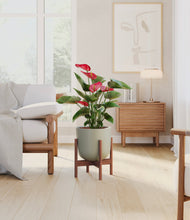 Load image into Gallery viewer, Sage Green stand:walnut