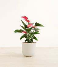 Load image into Gallery viewer, Natural Bamboo*****Profile