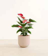 Load image into Gallery viewer, Sandy Pink*****Profile