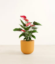 Load image into Gallery viewer, Sunset Orange*****Profile