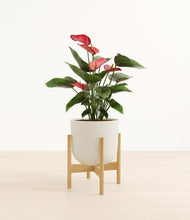 Load image into Gallery viewer, Natural Bamboo stand:bamboo