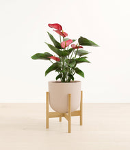 Load image into Gallery viewer, Sandy Pink stand:bamboo