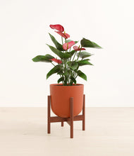 Load image into Gallery viewer, Earth Red stand:walnut