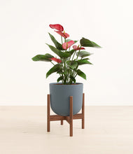 Load image into Gallery viewer, Iron Gray stand:walnut