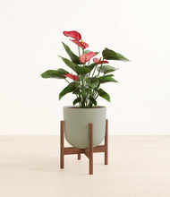 Load image into Gallery viewer, Sage Green stand:walnut