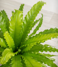 Load image into Gallery viewer, ALL