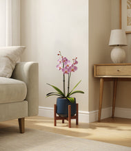Load image into Gallery viewer, Deep Navy stand:walnut