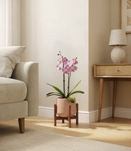Load image into Gallery viewer, Gentle Pink stand:walnut