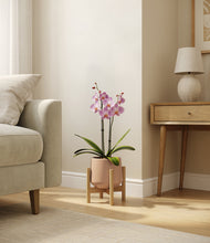 Load image into Gallery viewer, Gentle Pink stand:bamboo