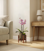 Load image into Gallery viewer, Olive stand:walnut