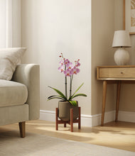 Load image into Gallery viewer, Olive stand:walnut