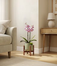 Load image into Gallery viewer, Turquoise stand:walnut