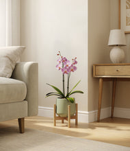 Load image into Gallery viewer, Turquoise stand:bamboo