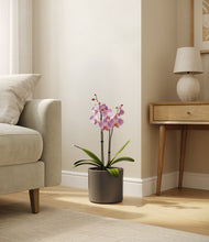 Load image into Gallery viewer, Dark Olive