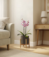 Load image into Gallery viewer, Dark Olive stand:bamboo