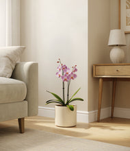 Load image into Gallery viewer, Cream