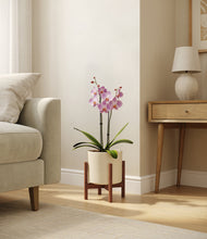 Load image into Gallery viewer, Cream stand:walnut