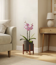 Load image into Gallery viewer, Dark Olive stand:walnut