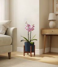 Load image into Gallery viewer, Deep Navy stand:walnut