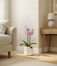 Load image into Gallery viewer, White