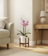 Load image into Gallery viewer, White stand:walnut