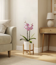 Load image into Gallery viewer, White stand:bamboo