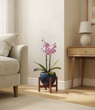 Load image into Gallery viewer, Deep Navy stand:walnut