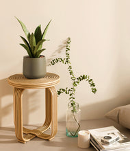 Load image into Gallery viewer, Olive