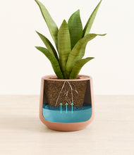 Load image into Gallery viewer, Calm Rose