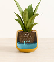 Load image into Gallery viewer, Mustard