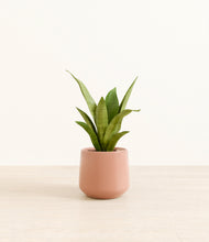 Load image into Gallery viewer, Calm Rose*****Profile