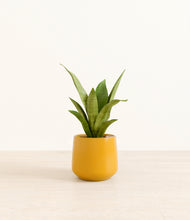 Load image into Gallery viewer, Mustard*****Profile