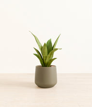 Load image into Gallery viewer, Olive*****Profile