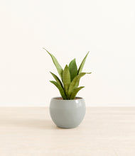 Load image into Gallery viewer, Deep Ocean*****Profile