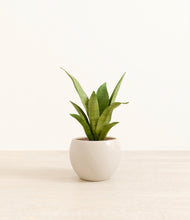 Load image into Gallery viewer, Shiny EggWhite*****Profile