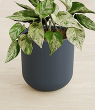 Load image into Gallery viewer, Iron Gray stand:all