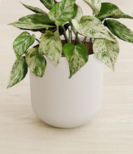 Load image into Gallery viewer, Natural Bamboo stand:all