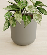 Load image into Gallery viewer, Sage Green stand:all