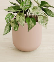 Load image into Gallery viewer, Sandy Pink stand:all