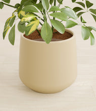 Load image into Gallery viewer, Almond Green stand:all