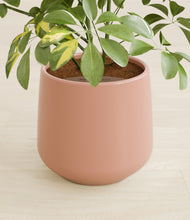 Load image into Gallery viewer, Calm Rose stand:all