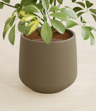 Load image into Gallery viewer, Olive stand:all