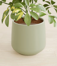 Load image into Gallery viewer, Turquoise stand:all