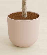 Load image into Gallery viewer, Sandy Pink