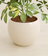 Load image into Gallery viewer, Shiny EggWhite stand:all